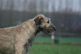 IRISH WOLFHOUND 271